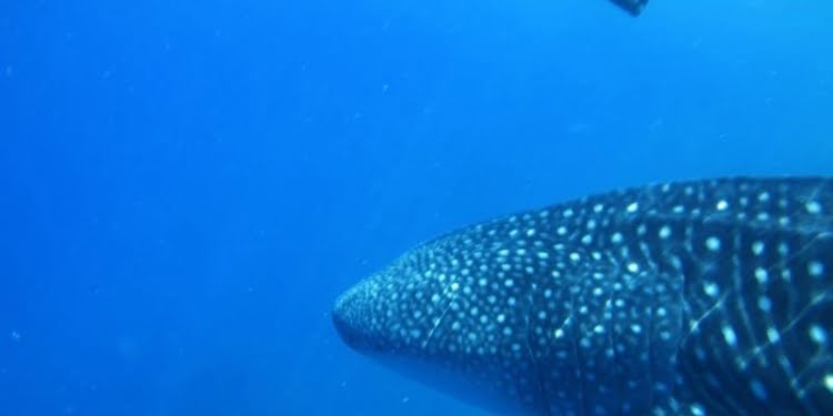 Minimnya Riset Sampah Plastik di Laut Indonesia