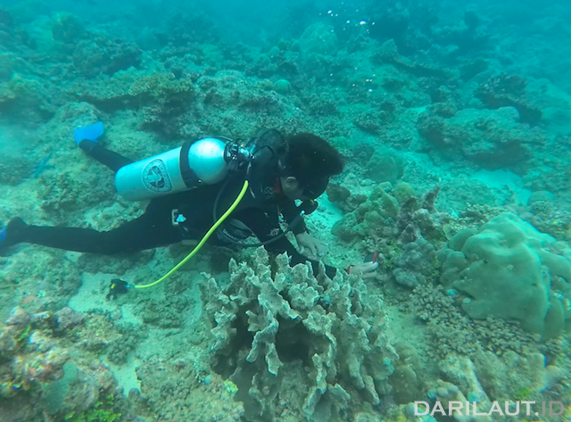 Yunus Paulangan saat melakukan penelitian terumbu karang di Teluk Depapre, Kabupaten Jayapura. Foto: CHRISTOPEL PAINO