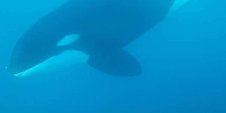 Foto: Paus Orca di Perairan Gorontalo