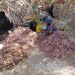Pengeringan hasil panen rumput laut di Maluku. FOTO: DFW-INDONESIA