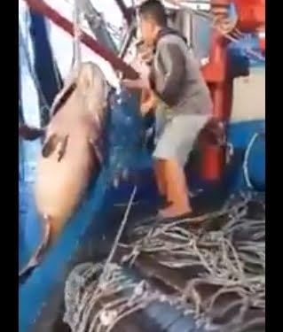 Foto: Ikan Raksasa di Laut Natuna