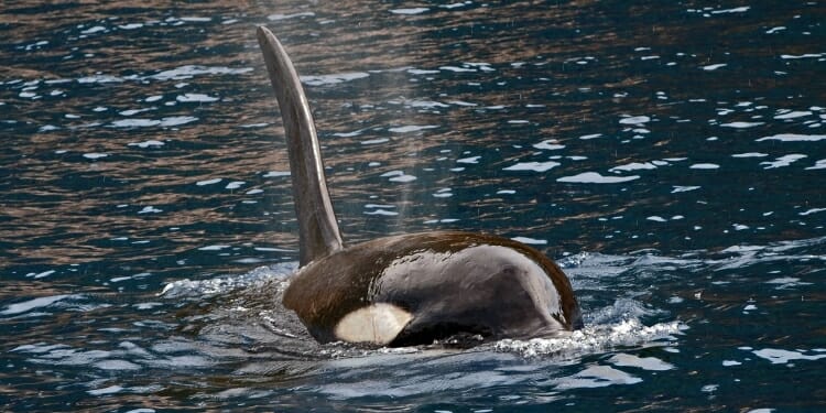 Paus Pembunuh di Kayu Bulan Gorontalo