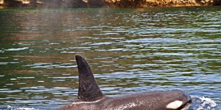 Paus Pembunuh di Kayu Bulan Gorontalo
