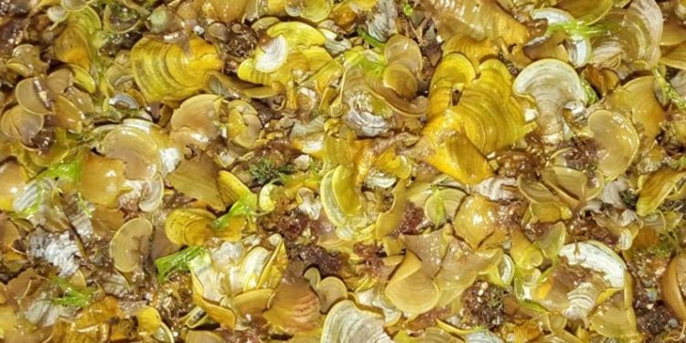 Sistem Imun Tubuh dengan Alga Coklat, Temuan Mahasiswa UGM