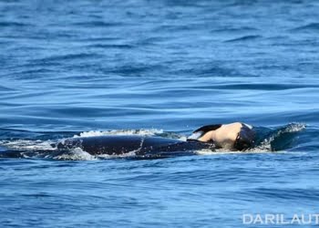 Sudah dua minggu lebih meninggal, bayi paus pembunuh masih saja dibawa induknya J35. FOTO: MICHAEL WEISS / CENTER FOR WHALE RESEARCH
