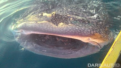 Rekaman 10 Tahun Hiu Paus di Perairan Gorontalo