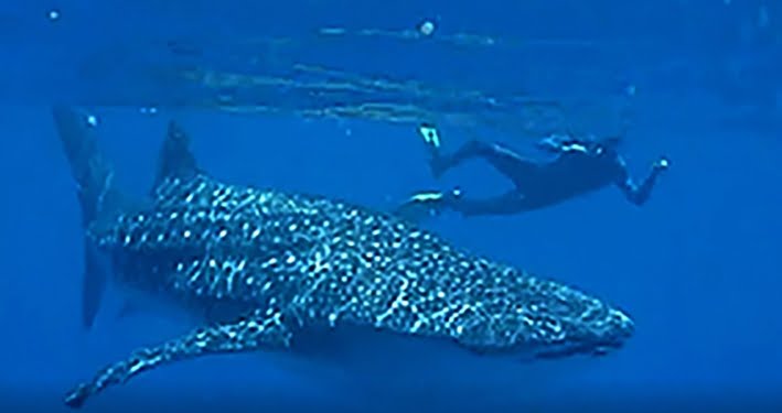 Rekaman 10 Tahun Hiu Paus di Perairan Gorontalo