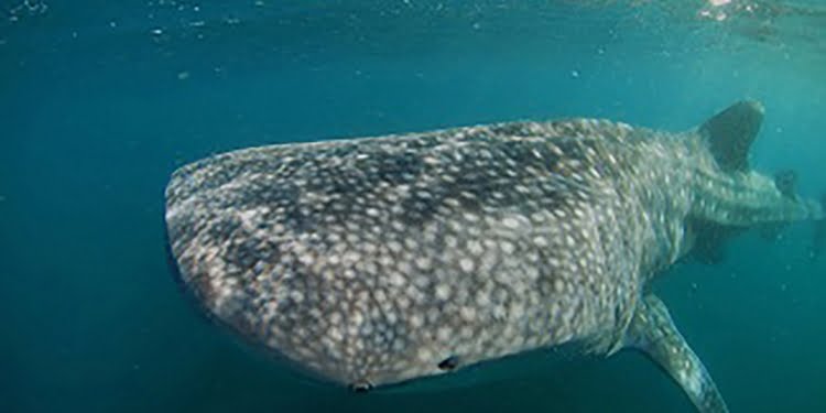 Rekaman 10 Tahun Hiu Paus di Perairan Gorontalo