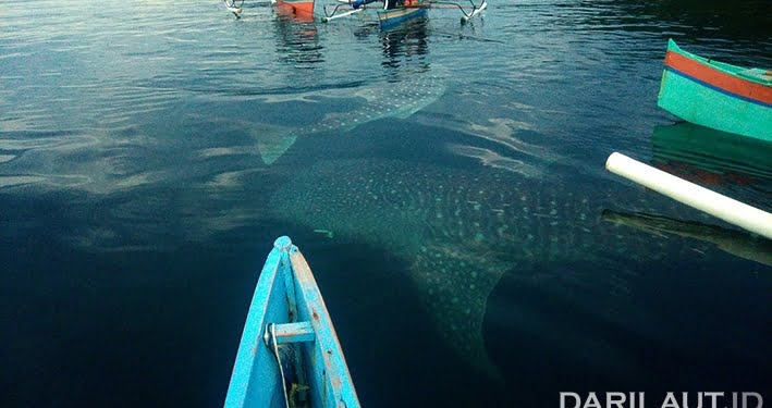Rekaman 10 Tahun Hiu Paus di Perairan Gorontalo