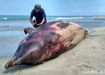 Seekor lumba-lumba hidung botol ditemukan mati terdampar di pantai Ujung Sikandang, Singkil Utara, Kabupaten Aceh Singkil, Minggu (15/7) sore. FOTO: DOK. BPSPL PADANG