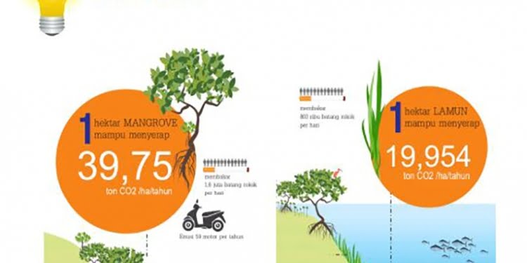 Ilustrasi : Mangrove Menyerap Karbon Dioksida 39,75 Ton per Tahun