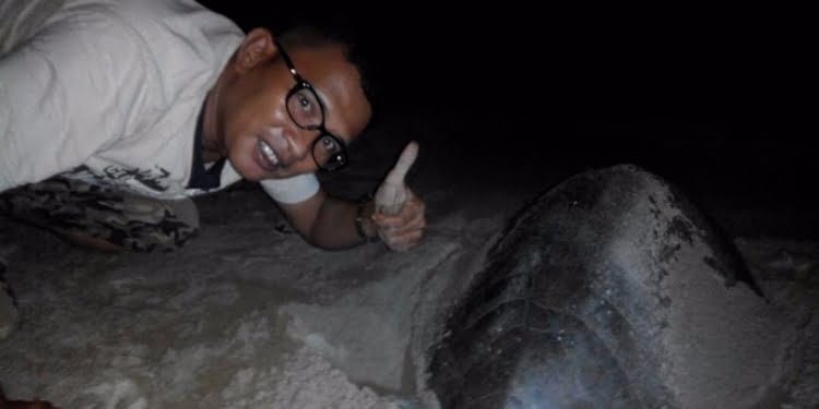 Peneliti: Populasi Penyu di Sumatera Barat 30 Ribu Ekor