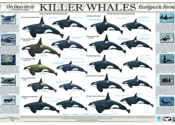 Poster ekotipe paus orca.
