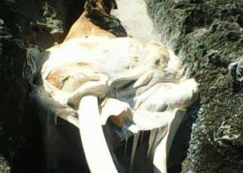 Bangkai mamalia laut yang terdampar di Pulau Imana, Nias Barat, memiliki tanduk. FOTO: DOK. BPSPL PADANG