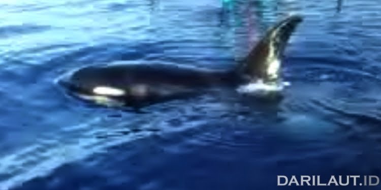 Hari ini, World Orca Day