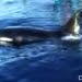Hari ini, World Orca Day