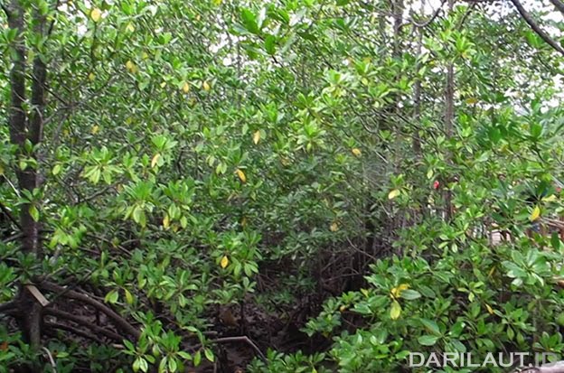 Mangrove. FOTO: DARILAUT.ID