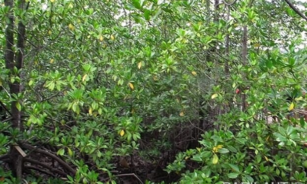 Presiden Bank Dunia Tinjau Mangrove dan Bahas Pengelolaan Sampah