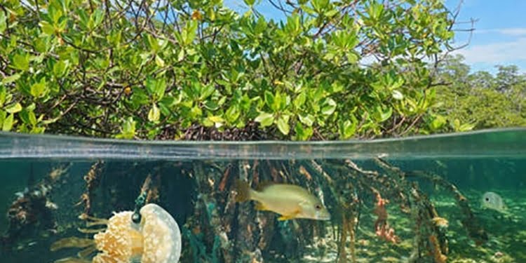 World Mangrove Day
