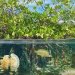 World Mangrove Day