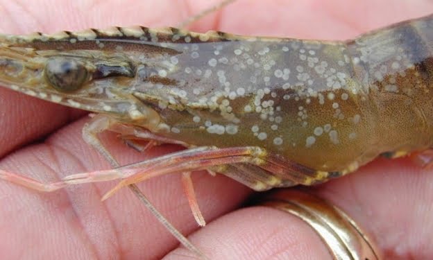 Mangrove Sebagai Penawar Penyakit Udang