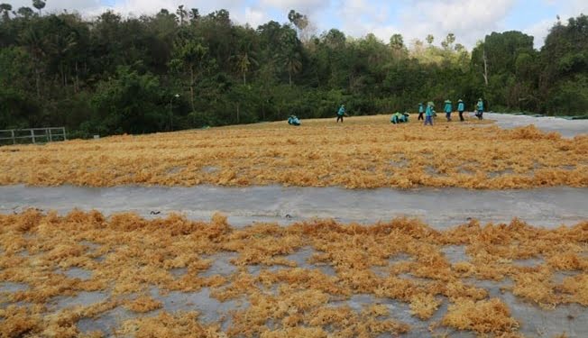 Rumput Laut Baik Bagi Tubuh