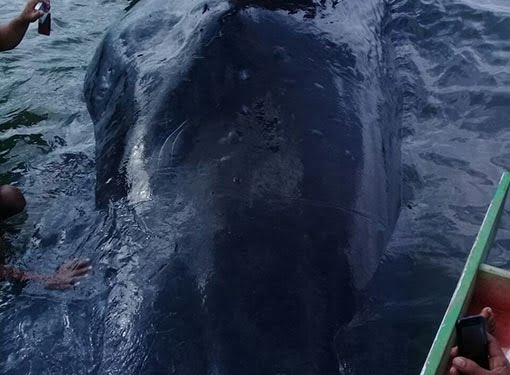 Berdiri dan Berpose di Atas Satwa Laut yang Sudah Mati