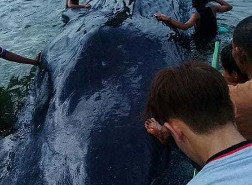 Berdiri dan Berpose di Atas Satwa Laut yang Sudah Mati