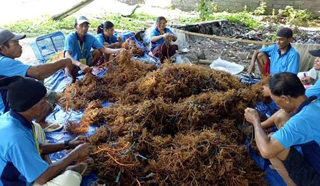 Terapi Hormon Rumput Laut