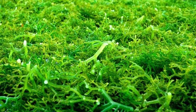 Sempat Delisting, Rumput Laut Masuk Daftar Produk Pangan Organik AS