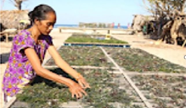 BKKPN Kupang Monitoring Rumput Laut