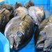 Madidihang di Bitung dan Ambon, Baby Tuna di Manado