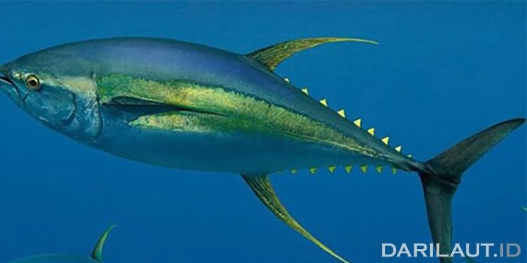 Ikan Tuna, Primadona Ekspor Indonesia