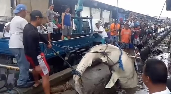 Hiu Paus Mati di Antara Sampah Plastik di Manila