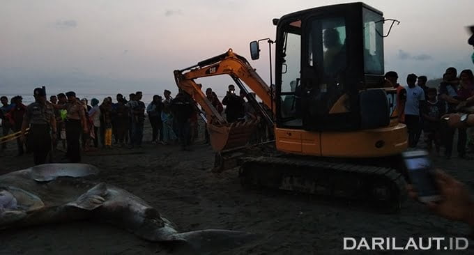 Kondisi Organ Perut Hiu Paus di Bantul Tidak Ada Keanehan