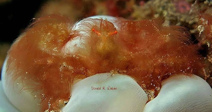 Kepiting Orang Utan di Molotabu