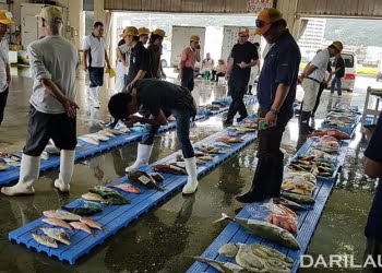 Peran Asosiasi untuk Kesejahteraan Nelayan di Jepang