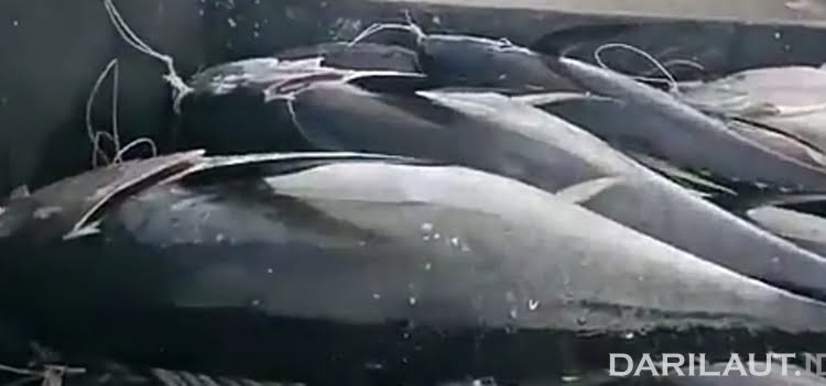 Madidihang di Bitung dan Ambon, Baby Tuna di Manado