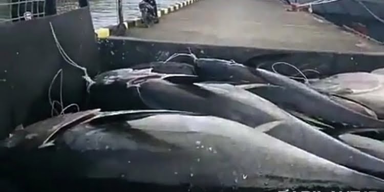 Maluku, Pertama Terapkan Fair Trade Perikanan Tangkap Dunia