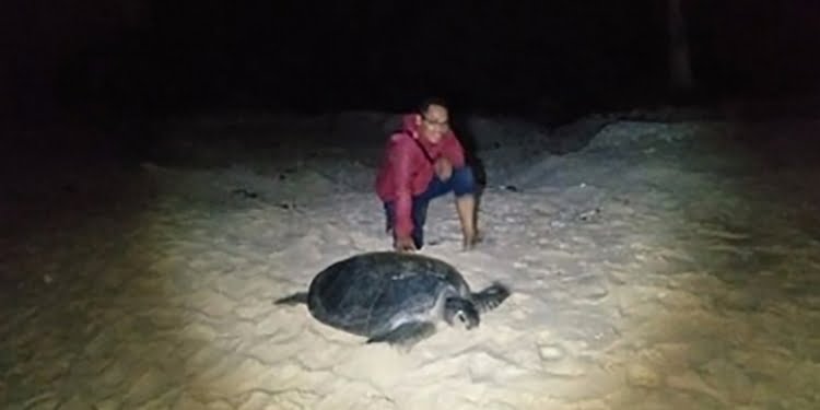 Menyusur Jejak Penyu di Tambelan 
