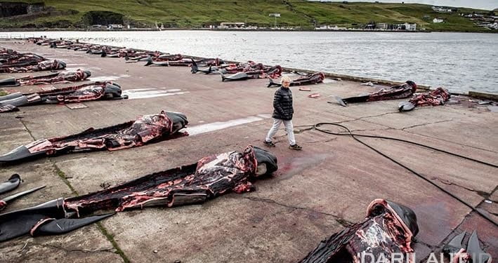 Pembantaian Paus Pilot di Kepulauan Faroe