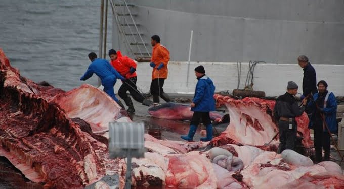 Aktivis Kecam Perburuan Paus di Islandia