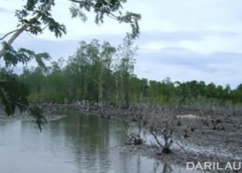 Cagar Alam Tanjung Panjang yang  dialihfungsikan sebagai areal tambak di Kabupaten Pohuwato, Provinsi Gorontalo. FOTO: DOK. SUSCLAM