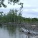 Mangrove di Randangan Banyak Dikonversi Jadi Areal Tambak