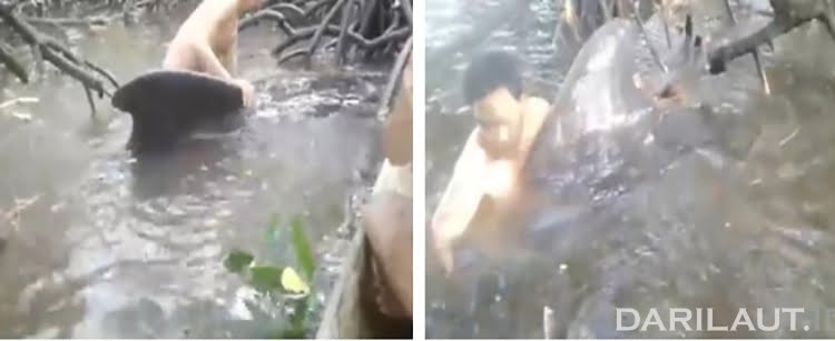 Empat Ekor Paus Pilot Terdampar di Teluk Lawele