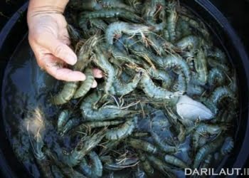 Kegagalan Usaha Udang Windu Jangan Terulang Lagi