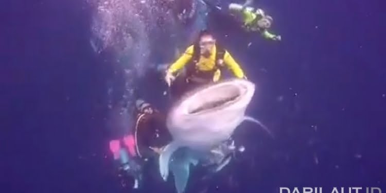 Hiu Paus Ditunggangi