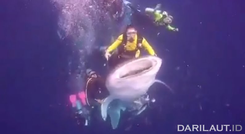 Penyelam menunggangi hiu paus. FOTO: DOK. ISTIMEWA
