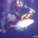 Penyelam menunggangi hiu paus. FOTO: DOK. ISTIMEWA