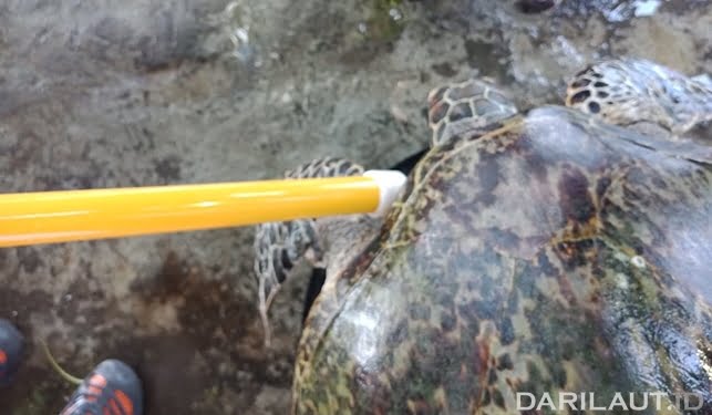 Penyu Sisik Dilepas Kembali ke Laut